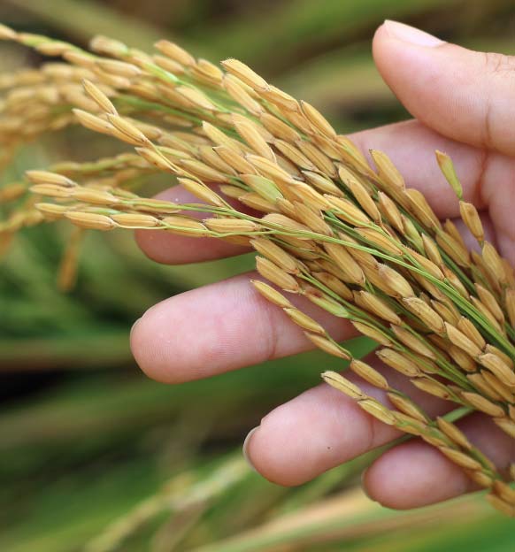 3° Summit Microbiota 2025